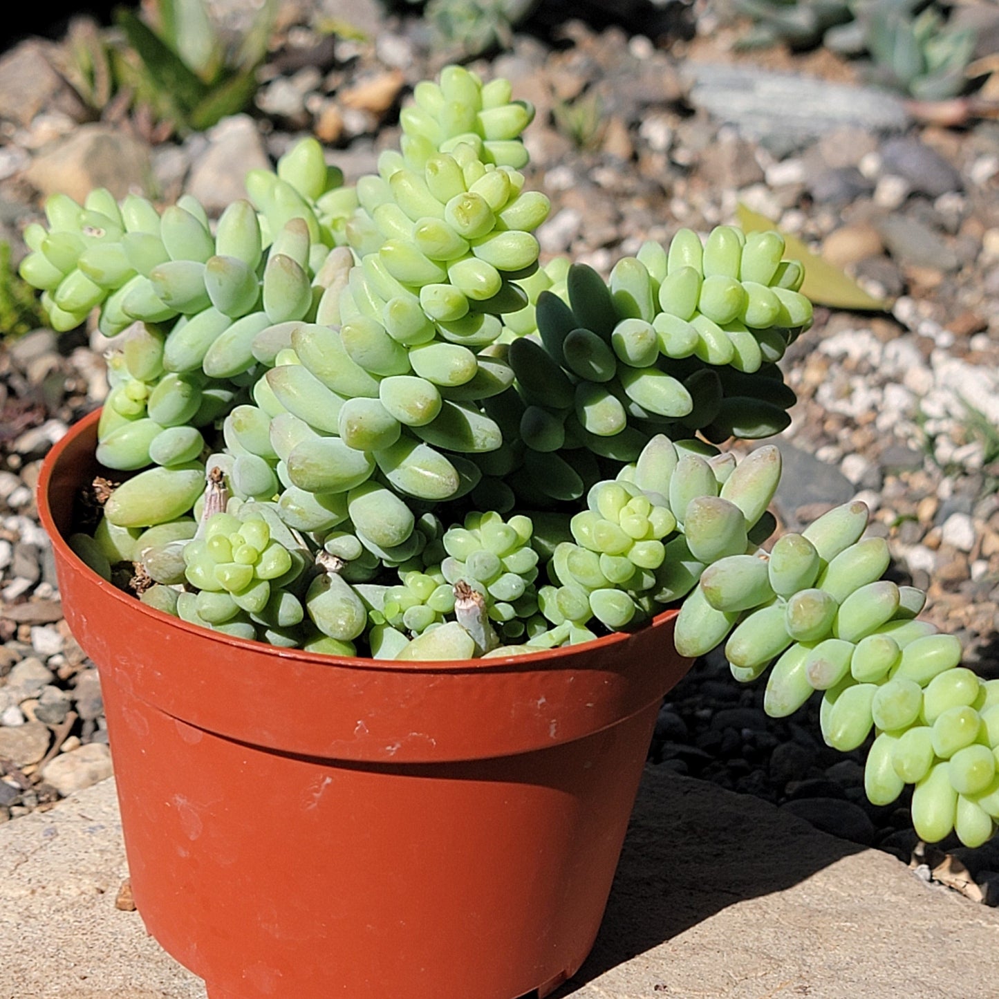 DesertScapeSucculent Succulent 4 Inch Assorted Sedum Morganianum 'Donkey Tail'