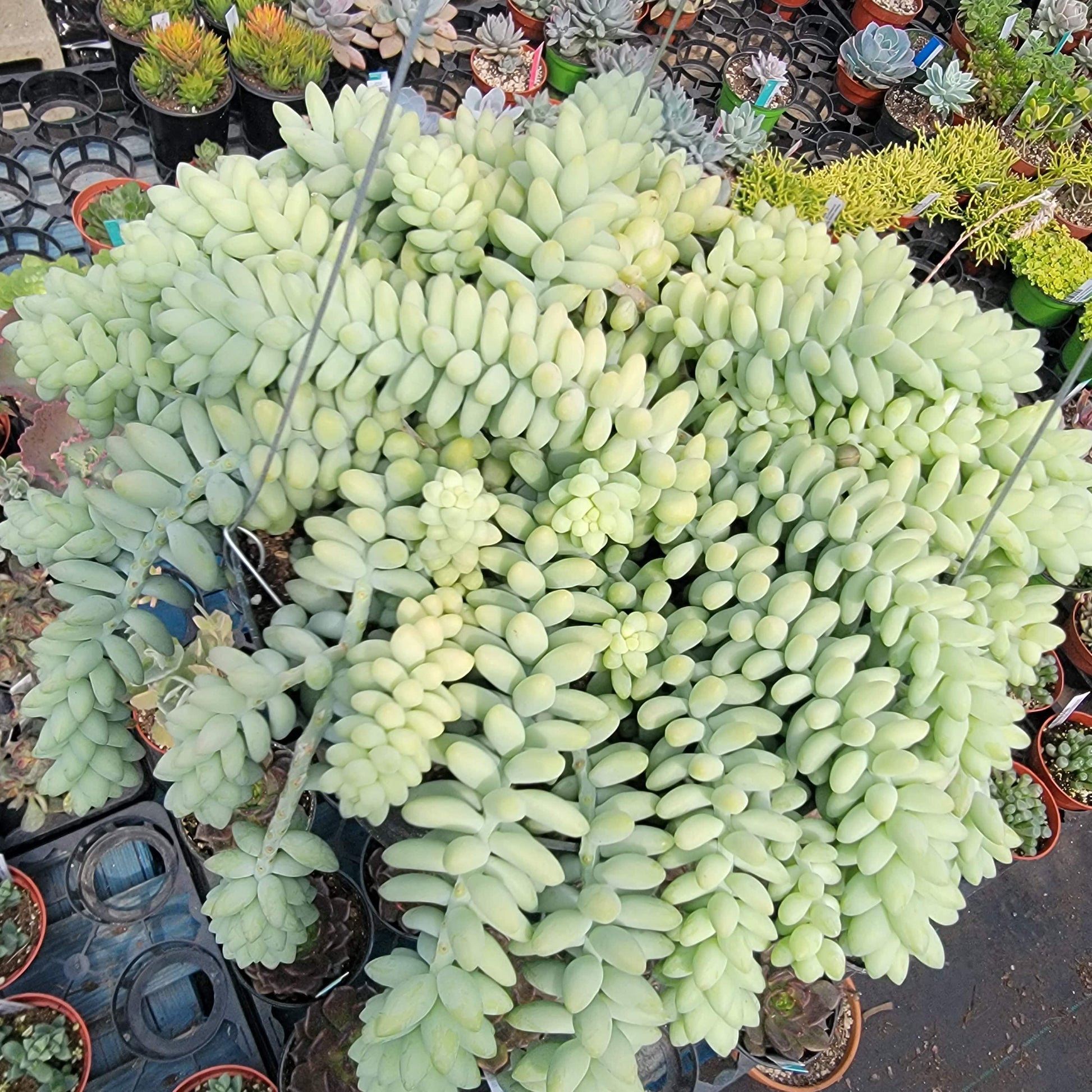 DesertScapeSucculent Succulent 8" Assorted Sedum Morganianum 'Donkey Tail'
