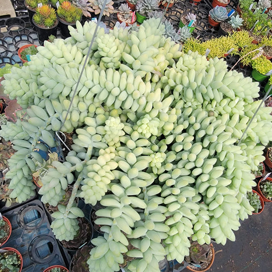 Sedum Morganianum 'Cola de burro'