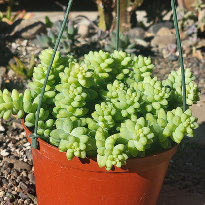 DesertScapeSucculent Succulent 6" Assorted Sedum Morganianum 'Donkey Tail'