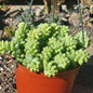 DesertScapeSucculent Succulent 6" Assorted Sedum Morganianum 'Donkey Tail'