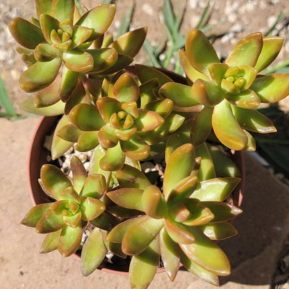 Sedum nussbaumerianum 'Orange Delight'