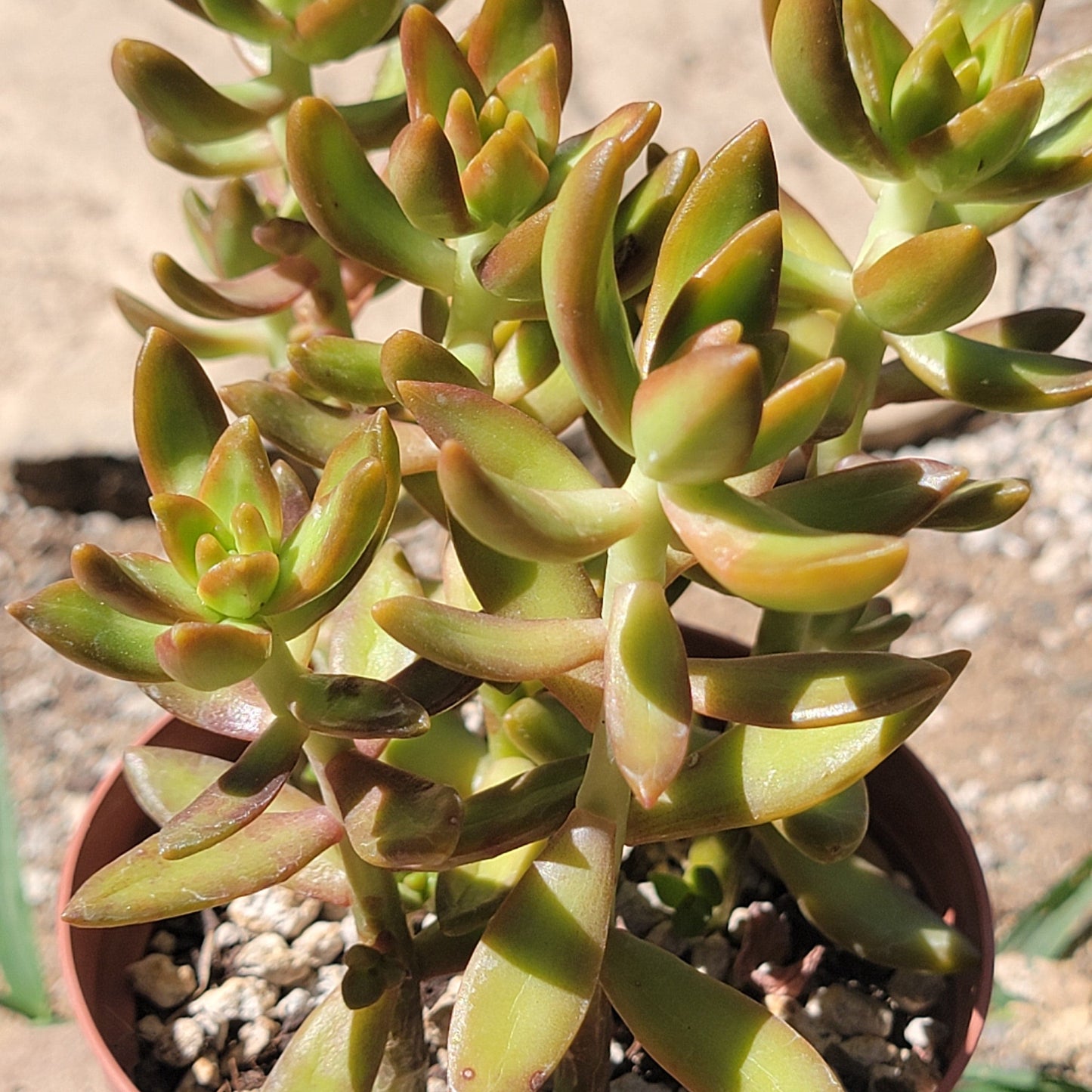 Sedum nussbaumerianum 'Orange Delight'