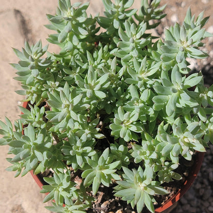 Sedum reflexum 'Spanish Blue Select'