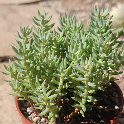 Sedum reflexum 'Spanish Blue Select'