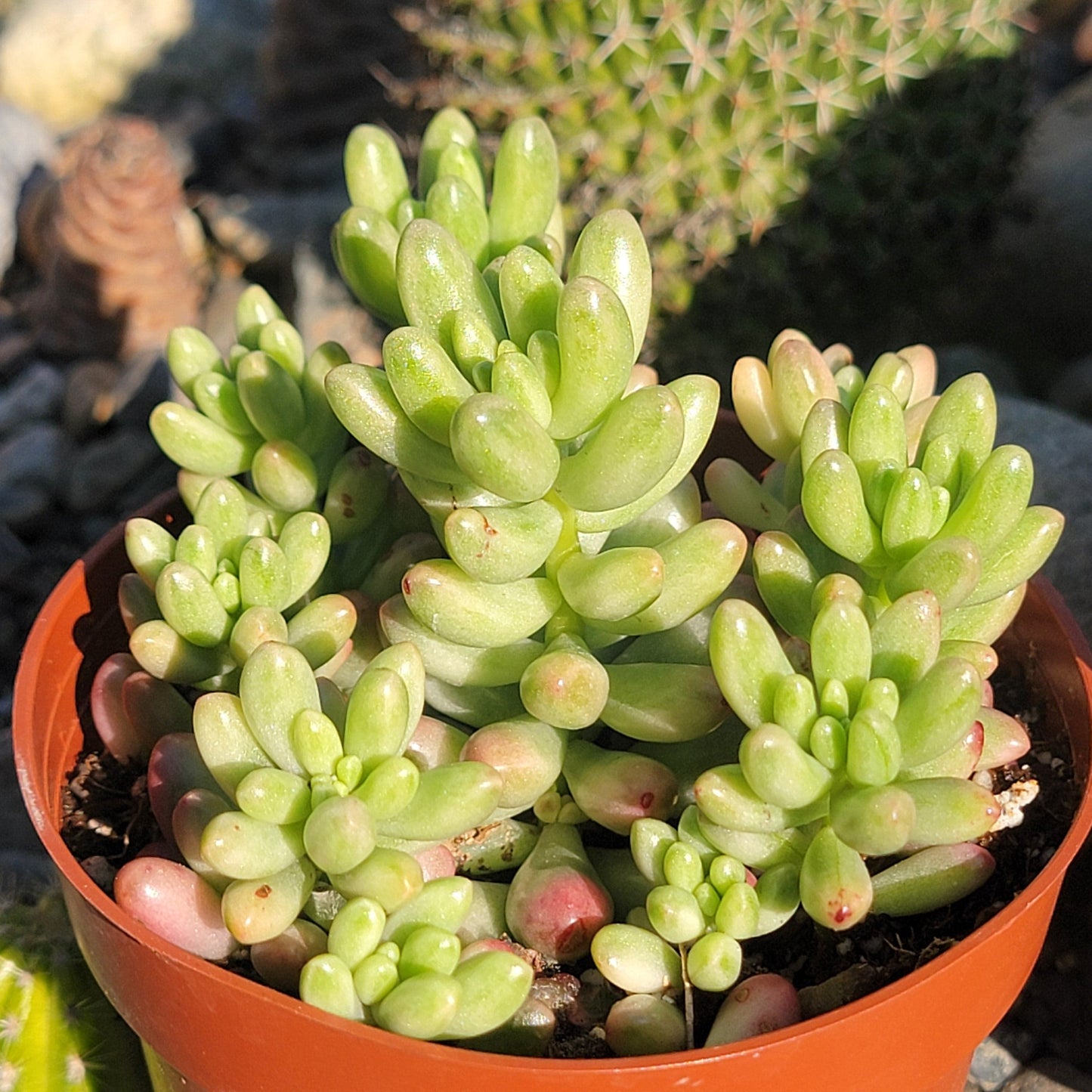 DesertScapeSucculent Succulent 4” Assorted ‘Aurora Pink’ Sedum Rubrotinctum 'Pork n Beans'