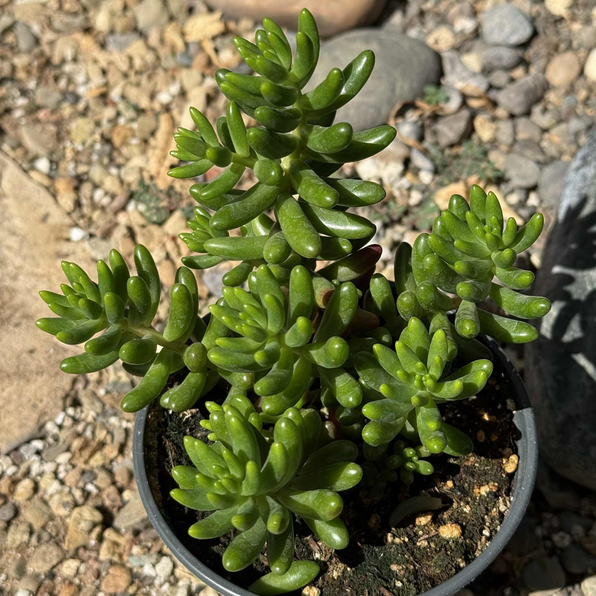 sedum asstd succulent Sedum Rubrotinctum 'Pork n Beans'