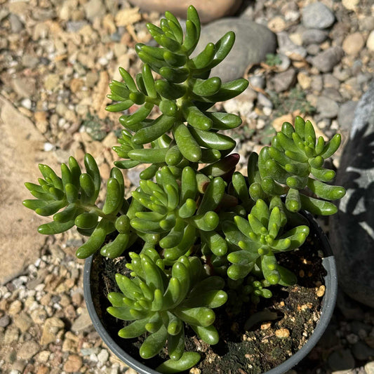 Sedum Rubrotinctum 'Pork n Beans' - 4 Inch Assorted - Succulent - DesertScapeSucculent