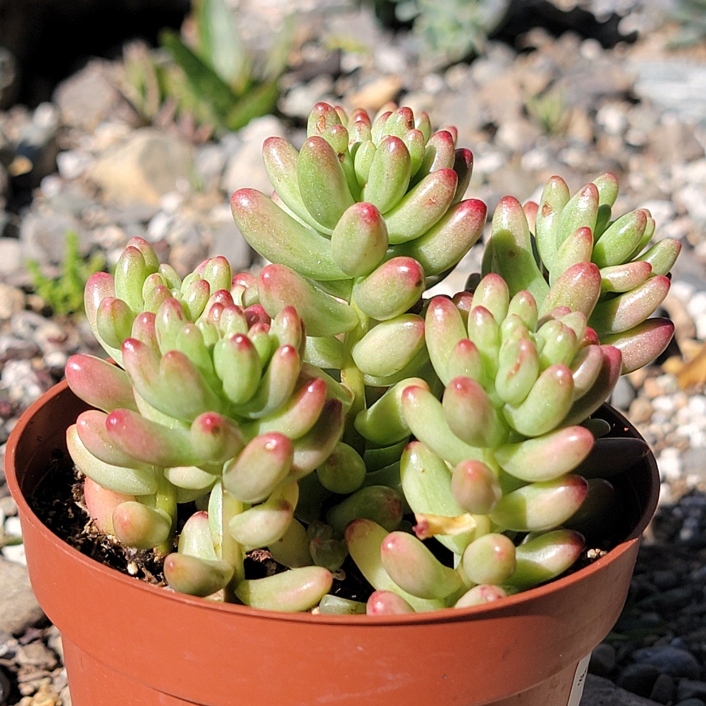 pink jelly bean succulent Sedum Rubrotinctum 'Pork n Beans' – DesertScapeSucculent