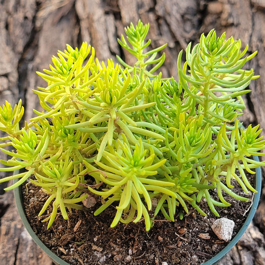 Sedum rupestre 'Angelina's Teacup' Stonecrop