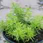 Sedum rupestre Stonecrop 'Lemon Ball' - 4 Inch Assorted - Succulent - DesertScapeSucculent