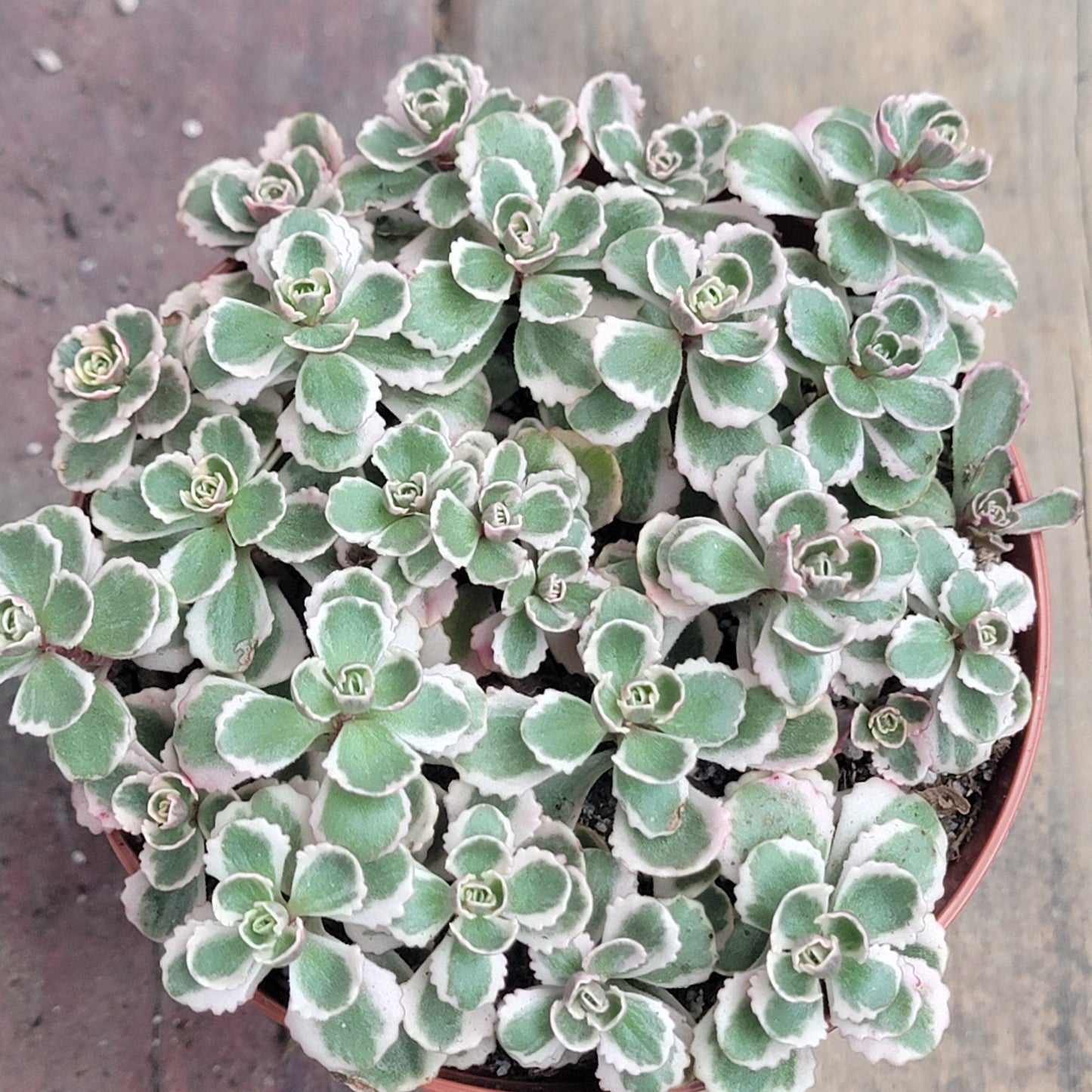 DesertScapeSucculent Succulent 4" Assorted Sedum spurium 'Tri Color'