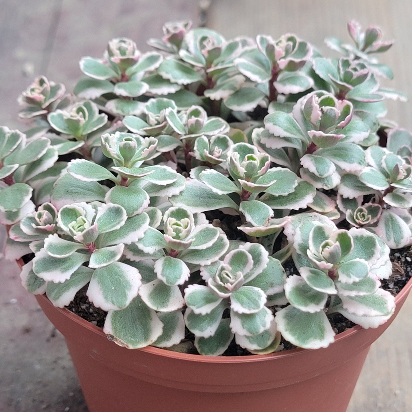 DesertScapeSucculent Succulent 4" Assorted Sedum spurium 'Tri Color'