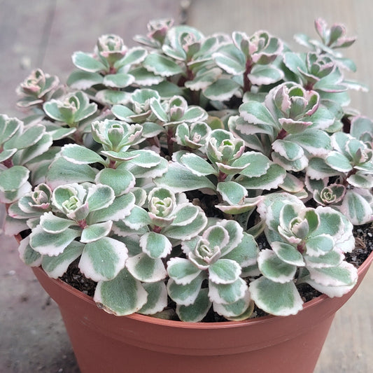 Sedum spurium 'Tri Color'