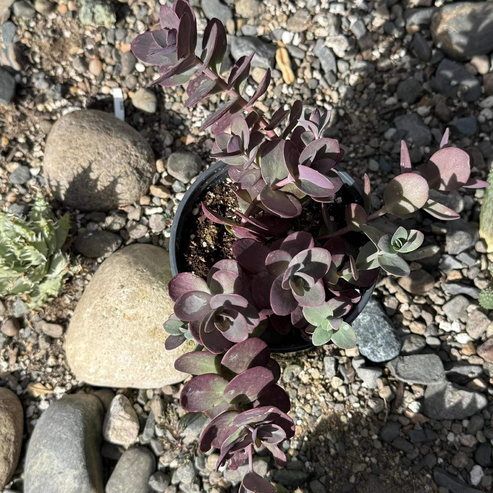 sedum cherry tart succulent Sedum SunSparkler 'Cherry Tart'