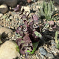 Sedum SunSparkler 'Cherry Tart' - 4 Inch Assorted - Succulent - DesertScapeSucculent