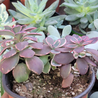 Sedum Sunsparkler® 'Dream Dazzler'