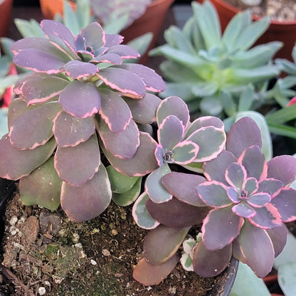 Sedum Sunsparkler® 'Dream Dazzler'