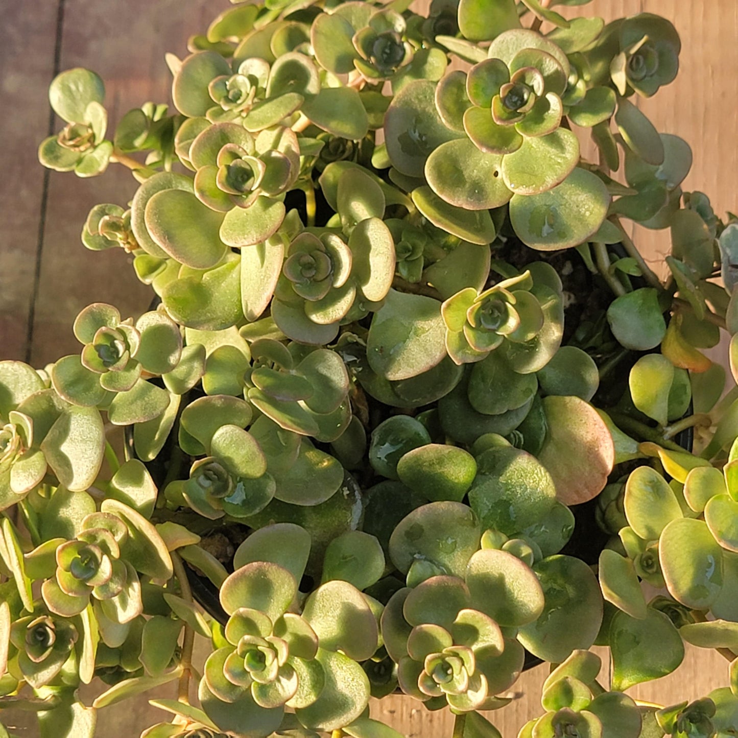 Sedum tetractinum 'Coral Reef'