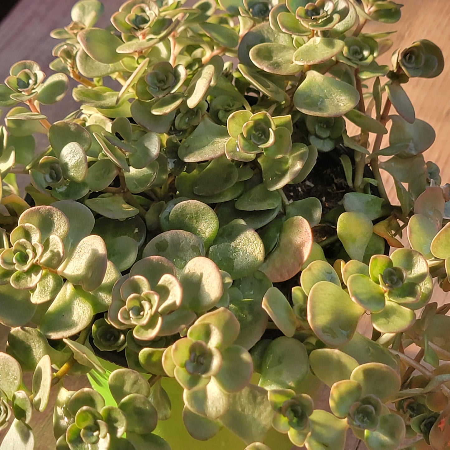 Sedum tetractinum 'Coral Reef'