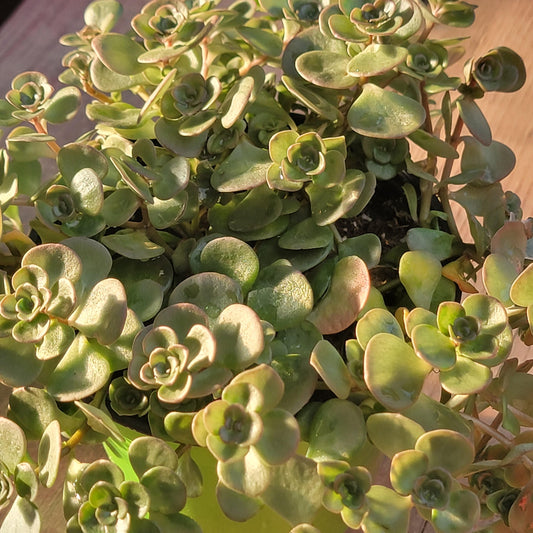 Sedum tetractinum 'Coral Reef'