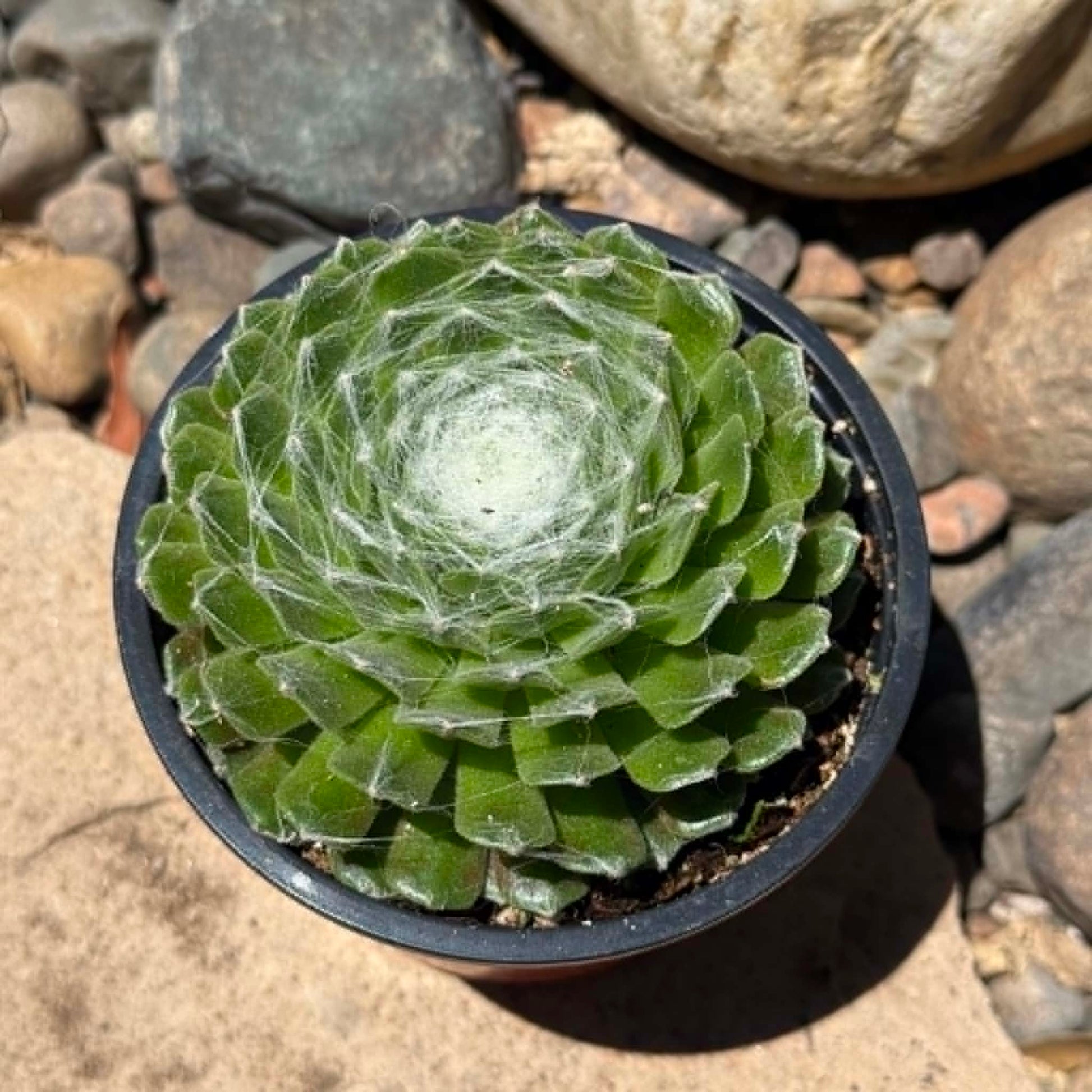 DesertScapeSucculent Succulent 4 Inch Sempervivum Arachnoideum 'Cebenese'