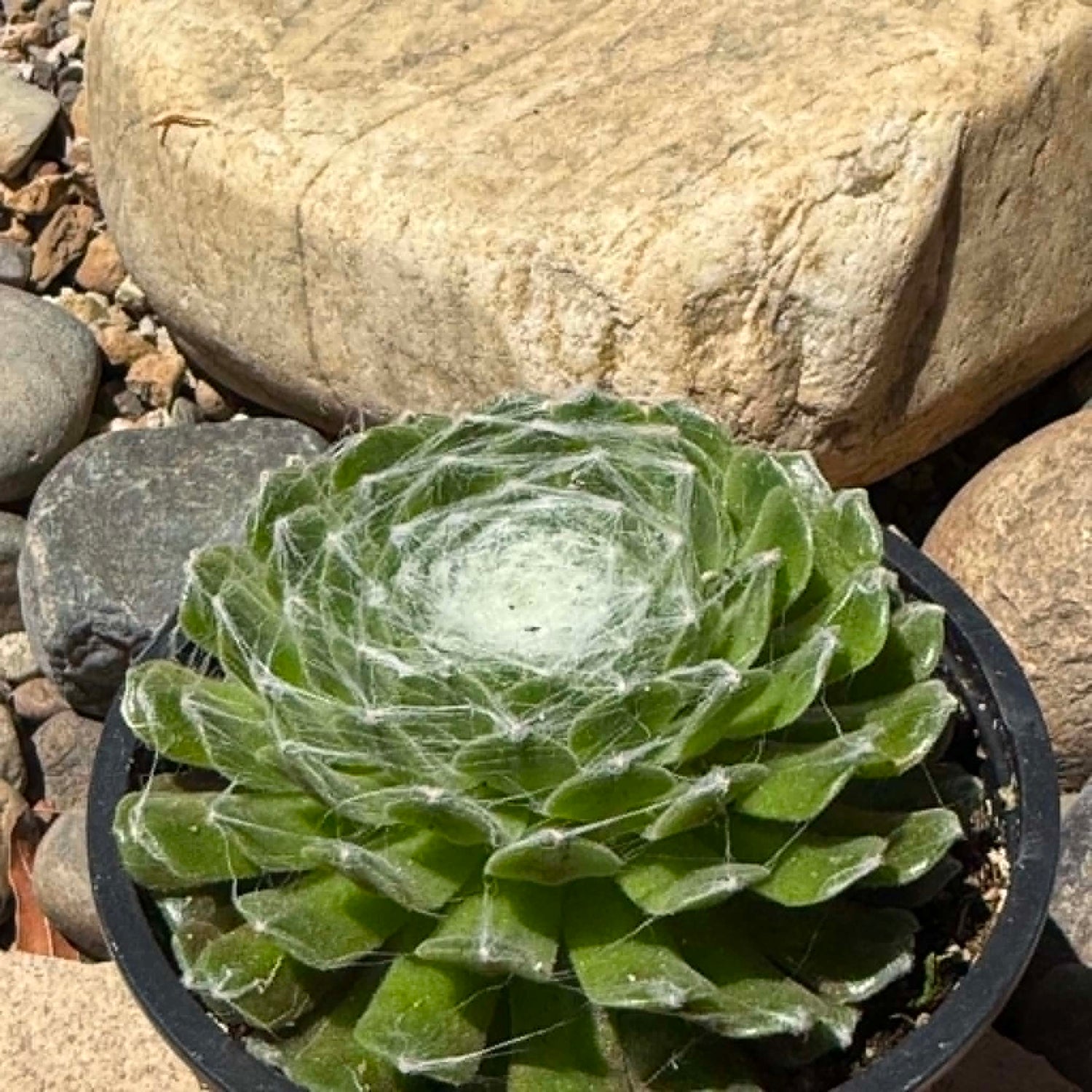 DesertScapeSucculent Succulent 4 Inch Sempervivum Arachnoideum 'Cebenese'