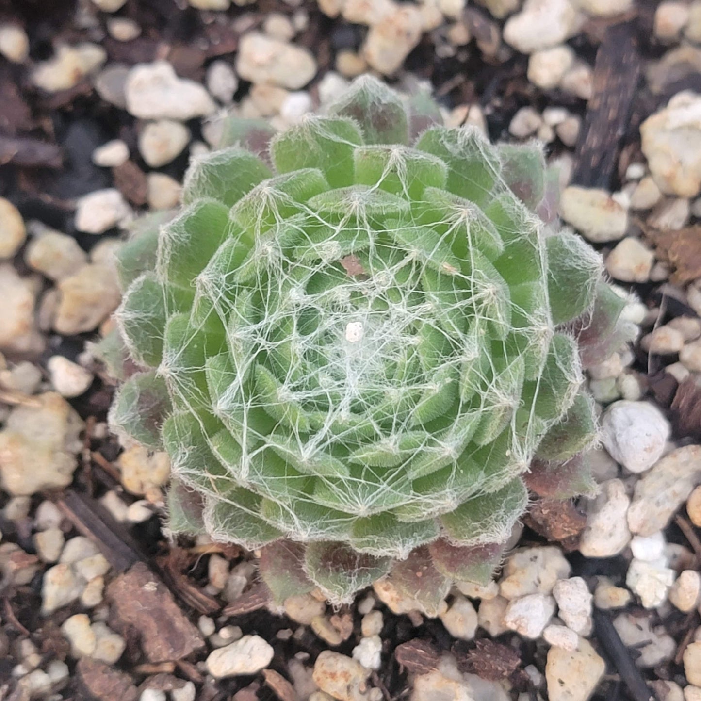 Sempervivum Arachnoideum 'Cebenese'