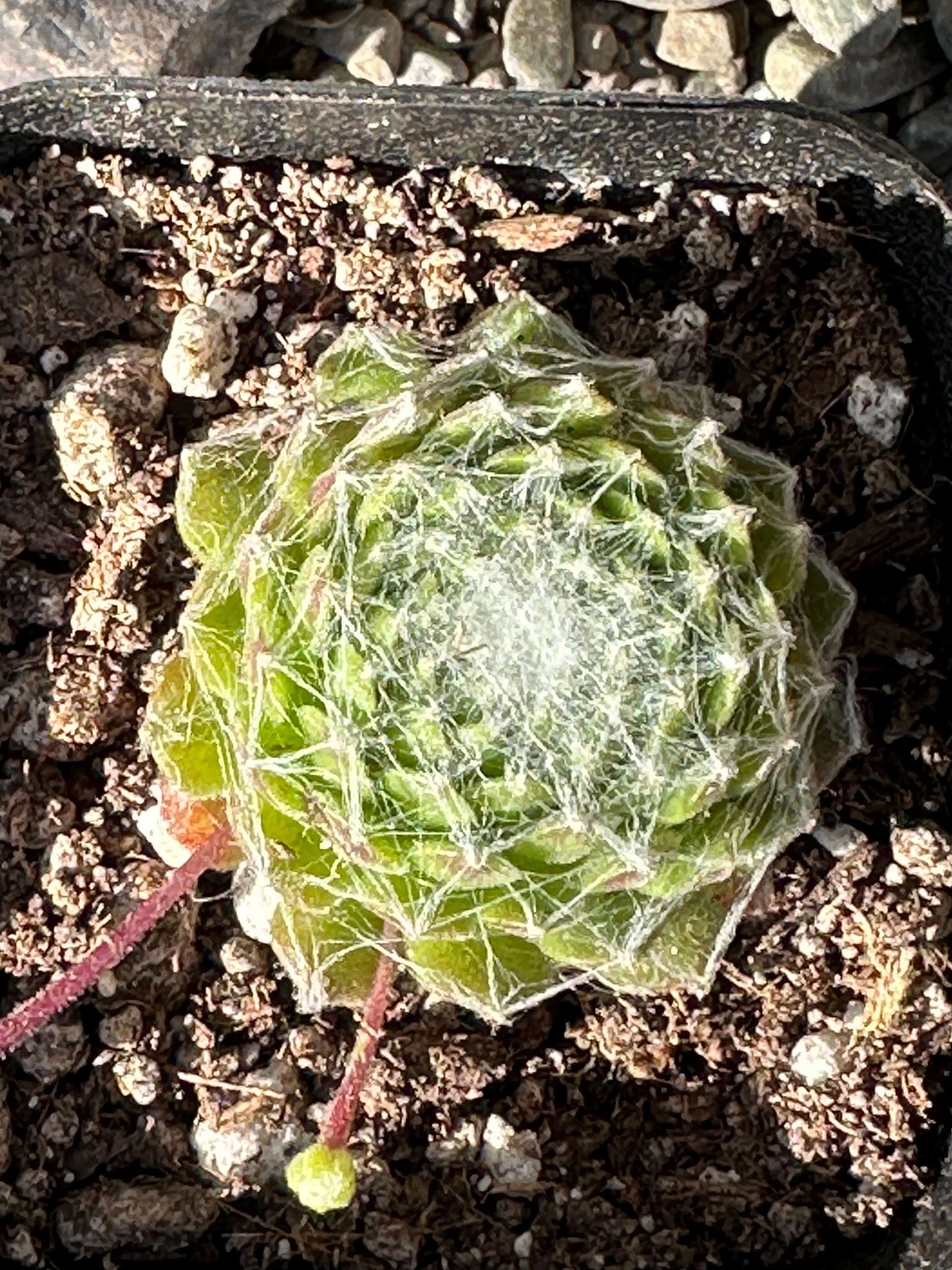 Sempervivum Arachnoideum 'Cebenese'