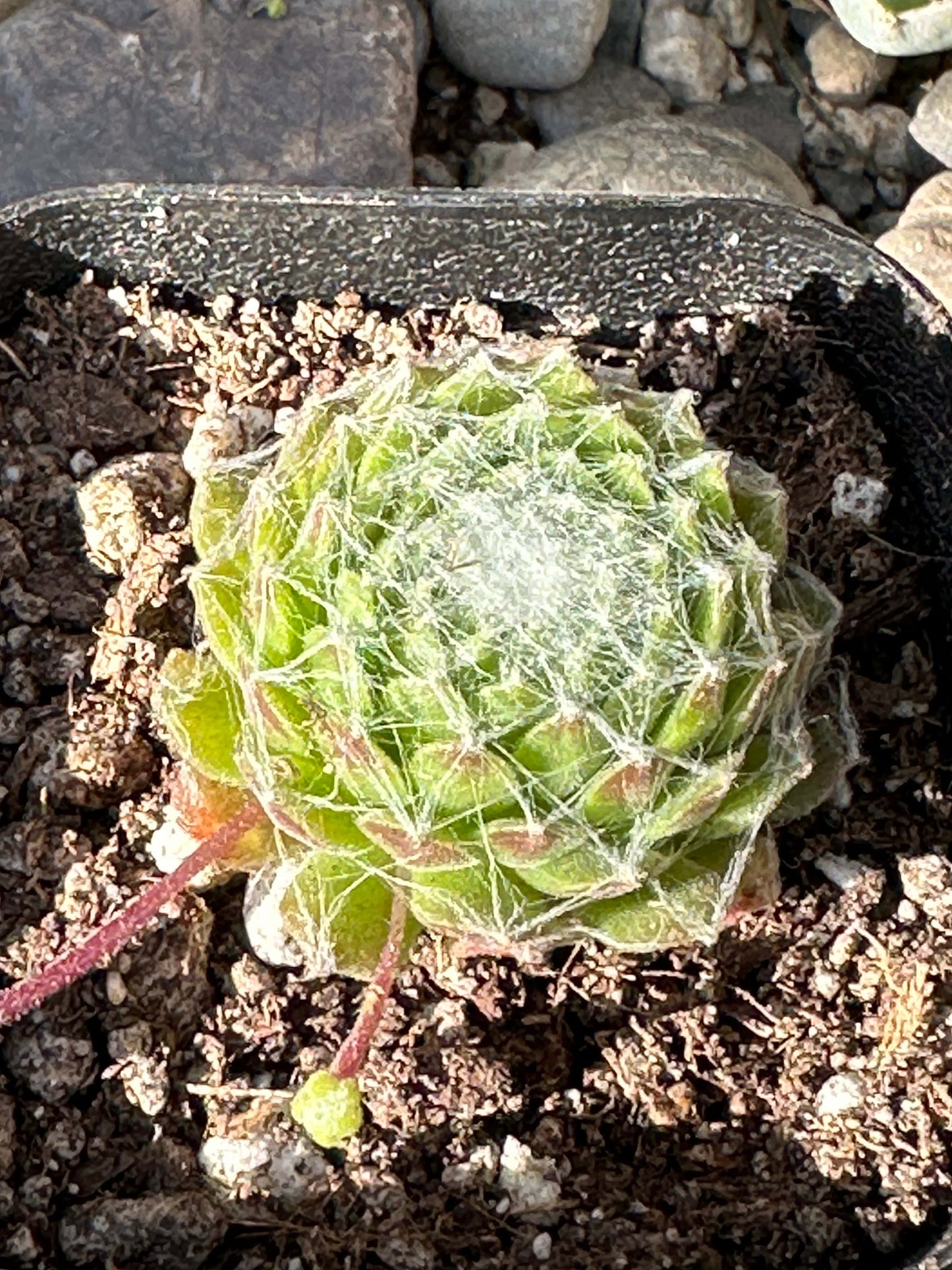 Sempervivum Arachnoideum 'Cebenese'