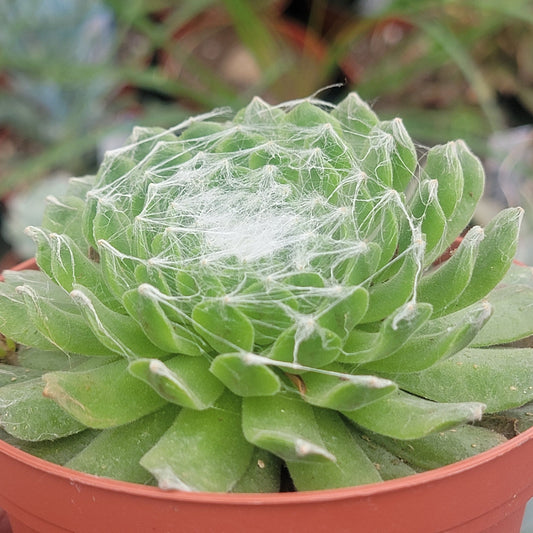 Sempervivum Arachnoideum 'Cebenese'