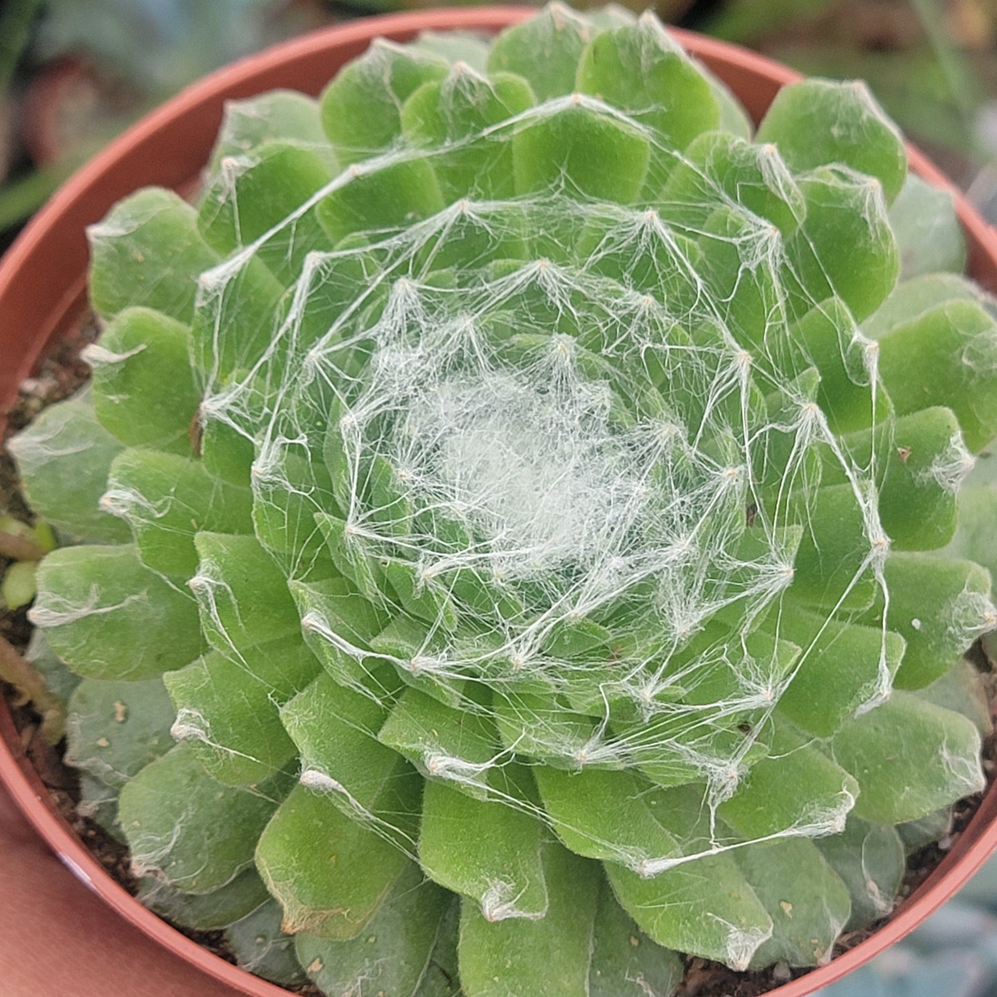 Sempervivum Arachnoideum 'Cebenese'