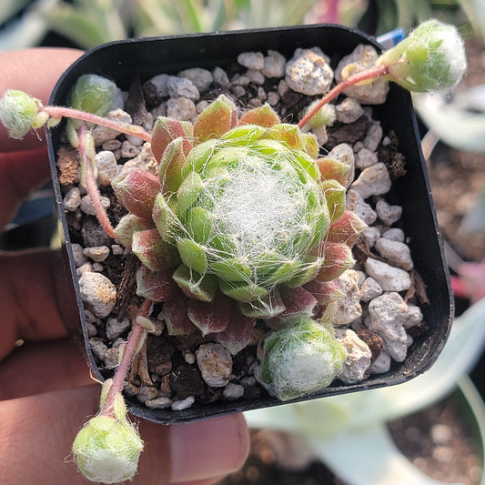 Sempervivum arachnoideum subsp. tomentosum