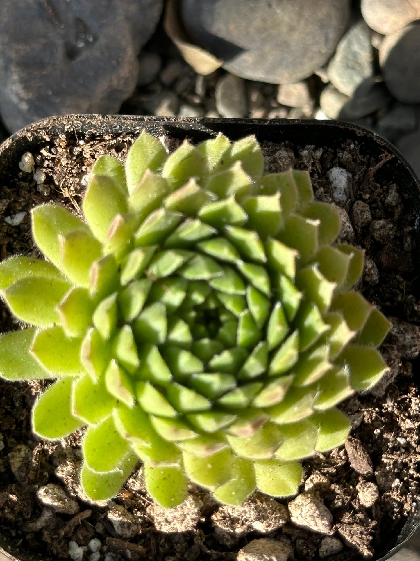 DesertScapeSucculent Succulent 3" Assorted Sempervivum atlanticum