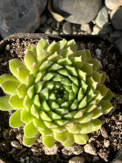 Sempervivum atlanticum