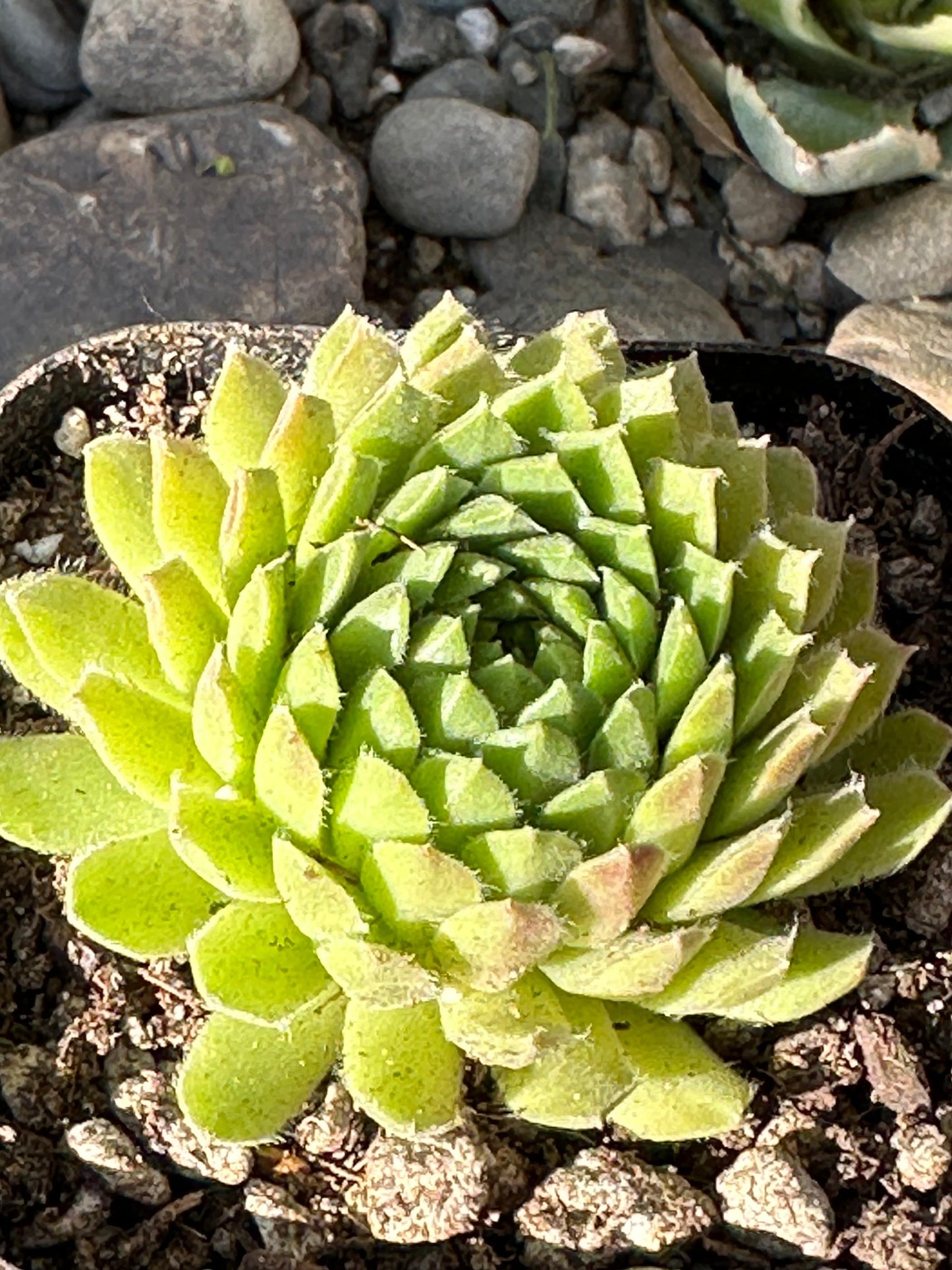 DesertScapeSucculent Succulent 3" Assorted Sempervivum atlanticum