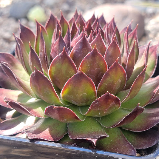 Sempervivum 'Black'