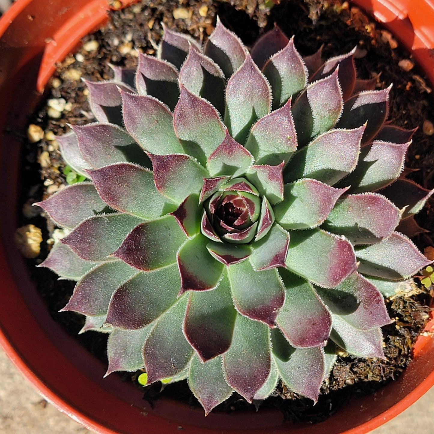 DesertScapeSucculent Succulent Sempervivum calcareum