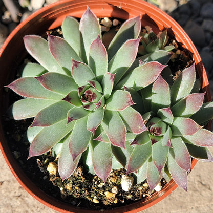 DesertScapeSucculent Succulent Sempervivum calcareum