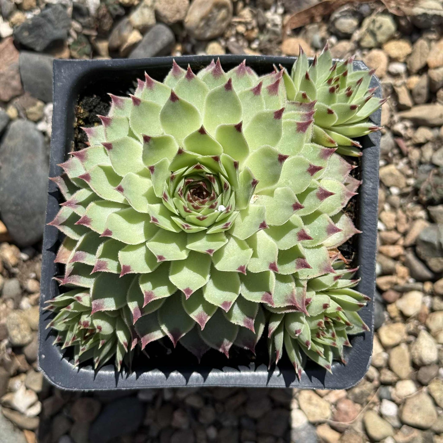 Sempervivum calcareum - 4 Inch Assorted - Succulent - DesertScapeSucculent