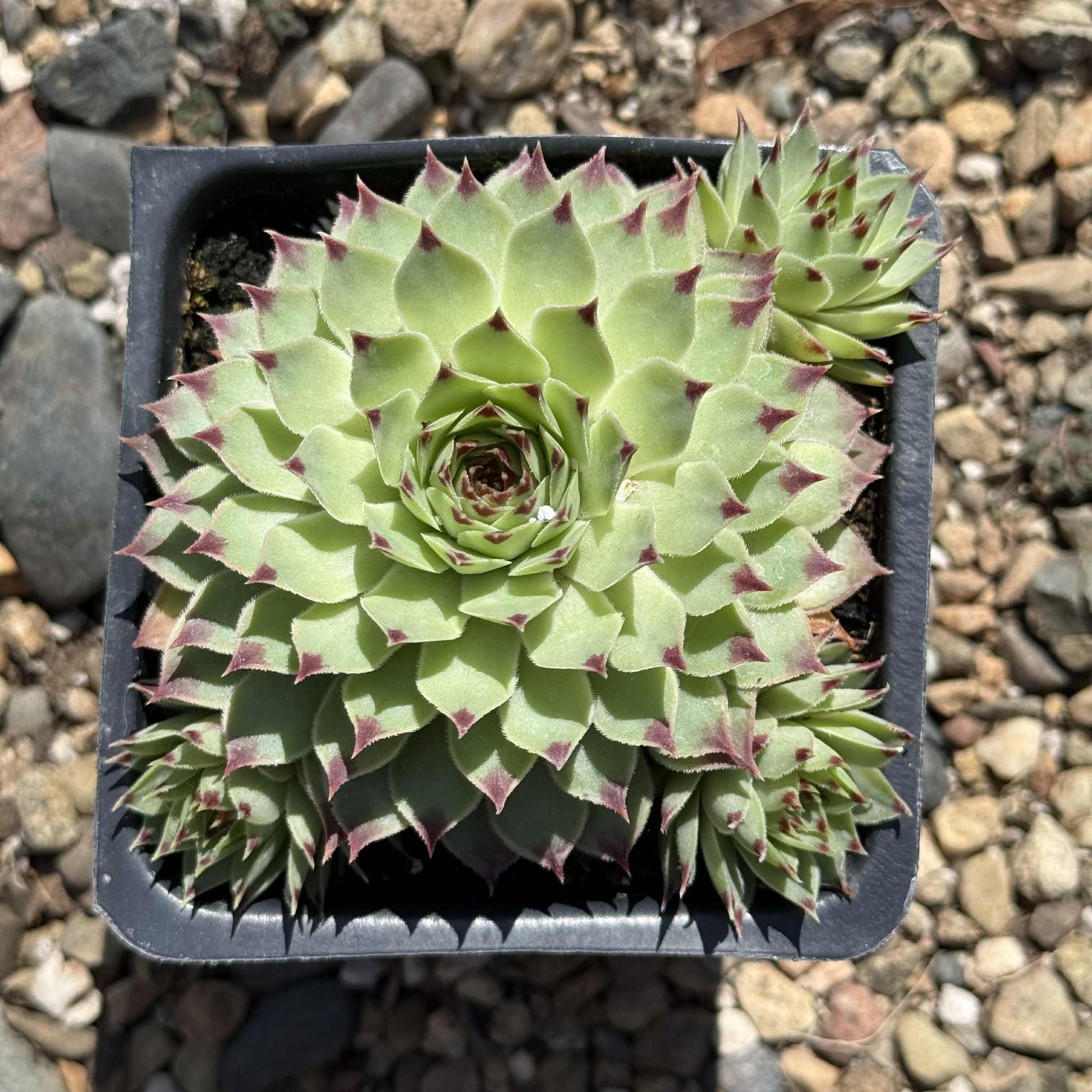 Sempervivum calcareum - 4 Inch Assorted - Succulent - DesertScapeSucculent