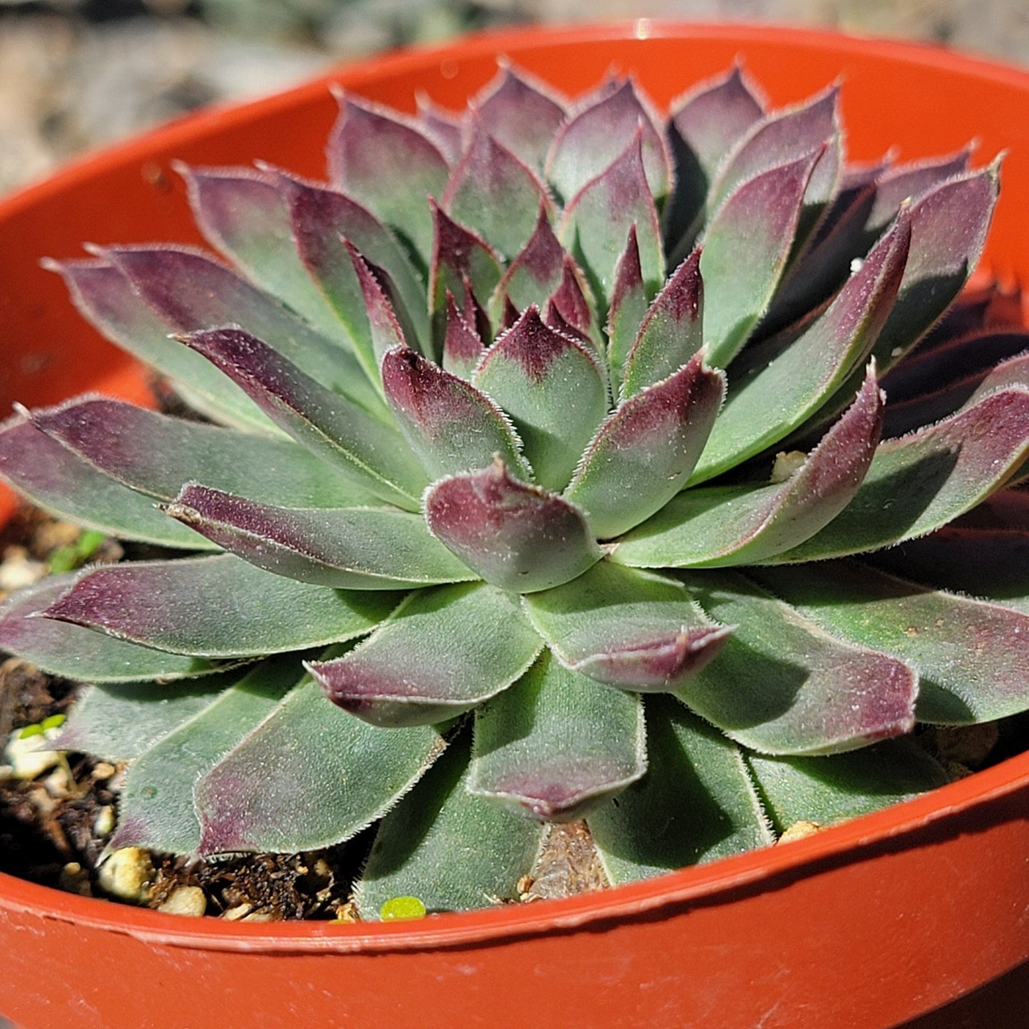 DesertScapeSucculent Succulent 4" Assorted Sempervivum calcareum