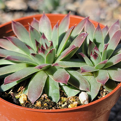 DesertScapeSucculent Succulent 4" Cluster Assorted Sempervivum calcareum