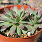 Sempervivum calcareum - 4 Inch Cluster Assorted - Succulent - DesertScapeSucculent