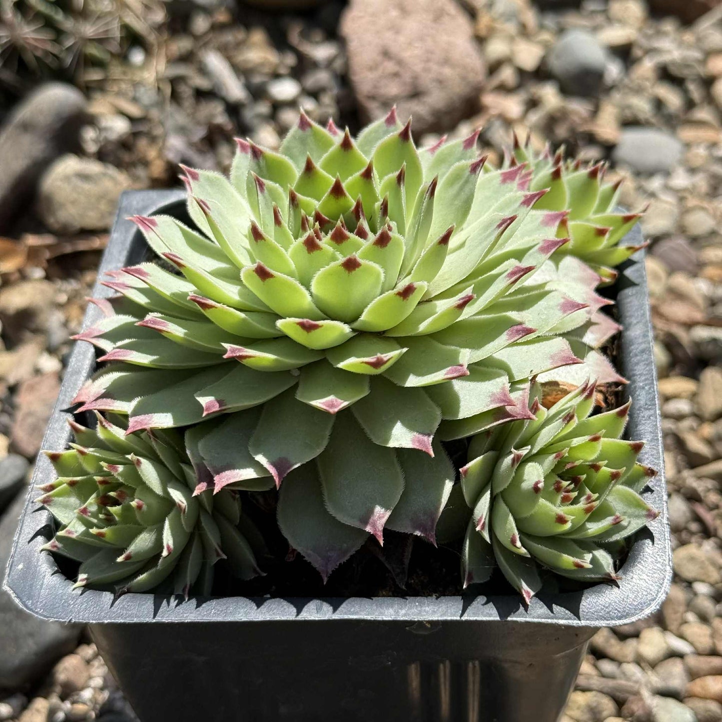 Sempervivum calcareum - 4 Inch Assorted - Succulent - DesertScapeSucculent