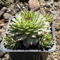 Sempervivum calcareum - 4 Inch Assorted - Succulent - DesertScapeSucculent
