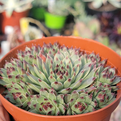 Sempervivum calcareum