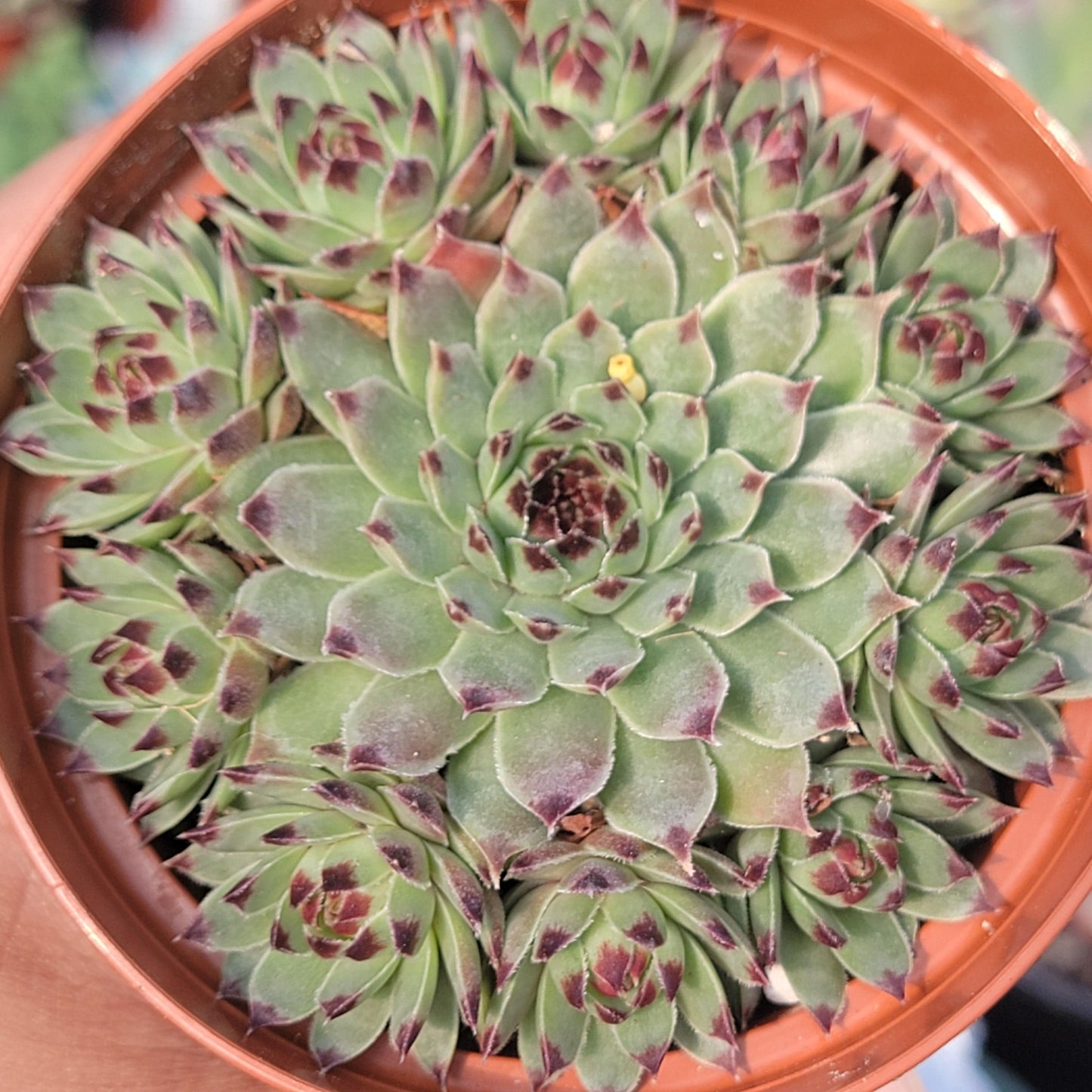 Sempervivum calcareum