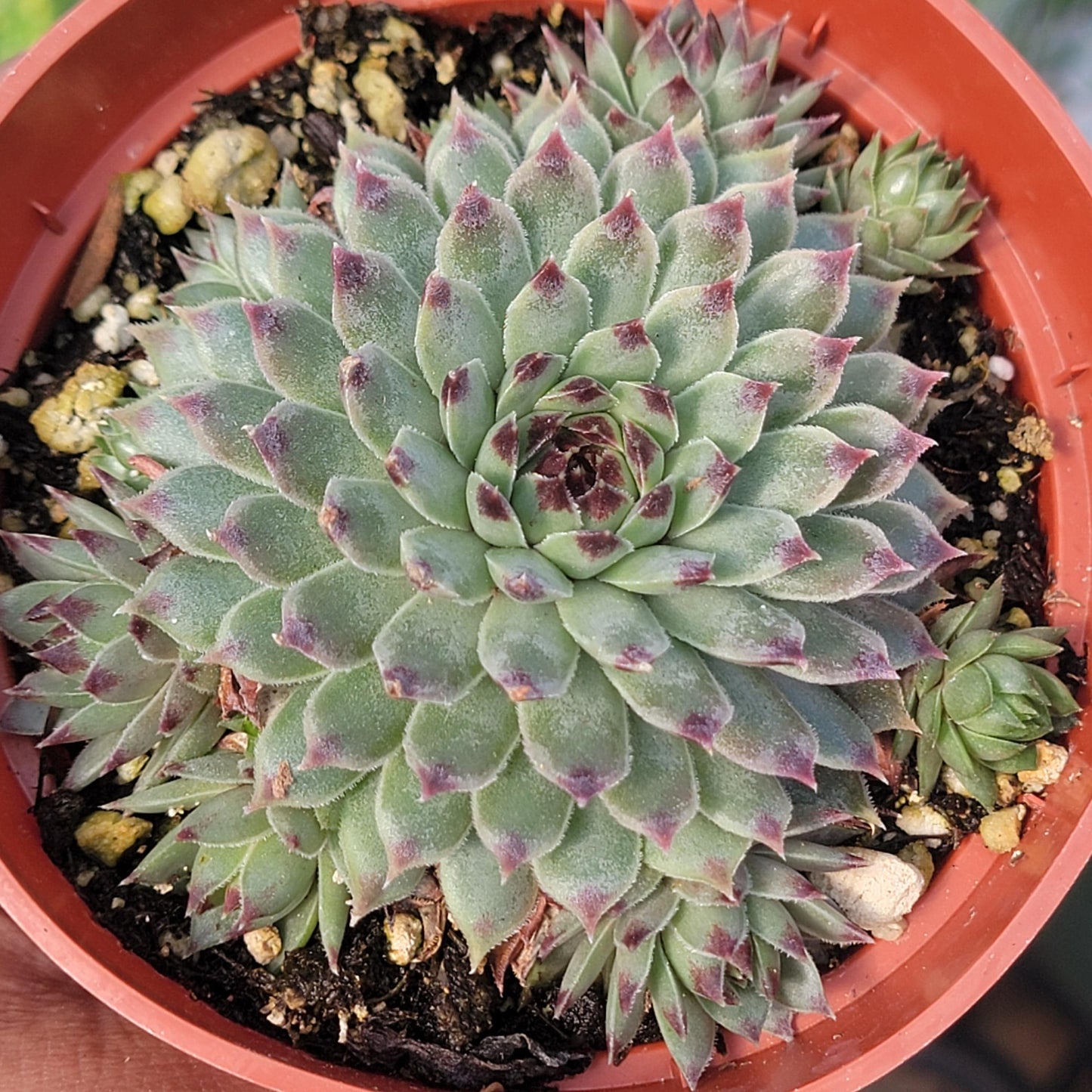 Sempervivum calcareum