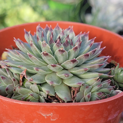 Sempervivum calcareum